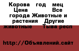 Корова 1 год 4 мец › Цена ­ 27 000 - Все города Животные и растения » Другие животные   . Тыва респ.